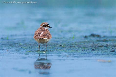 Hortobágy National Park in Hungary | Gábor Ruff