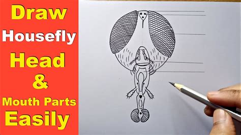 How To Draw Head And Mouth Parts Of Housefly Housefly Head Part