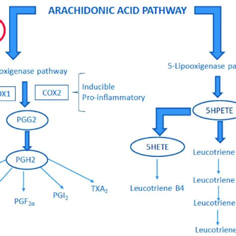 The arachidonic acid pathway. Abbreviations: COX: cyclooxygenase ...