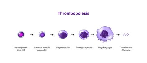 Thrombopoiesis The Development Of Platelets Stock Illustration ...