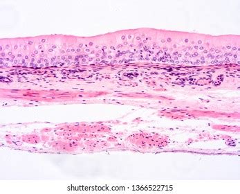 Histology Human Tissue Stock Photo 1366522715 | Shutterstock