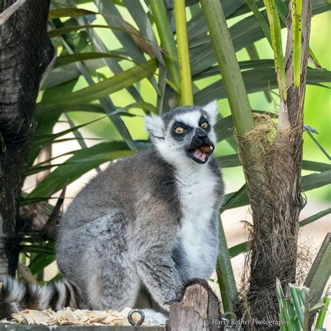 Ring Tailed Lemur Disney Animal Kingdom Harry Rother Flickr