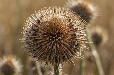 Premium Photo An Isolated Dried Thistle Flower In A Field