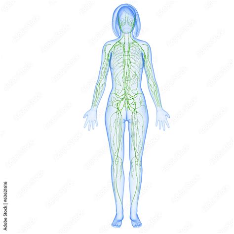 3d Anatomy of lymphatic system Stock Illustration | Adobe Stock