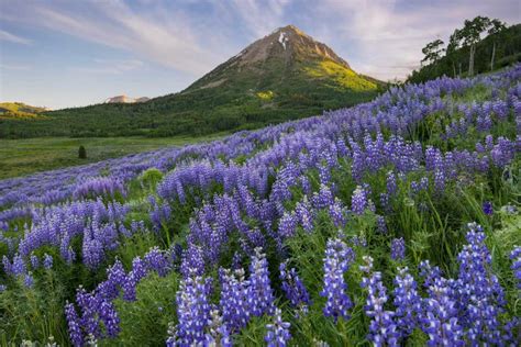 Colorado Wildlife - Wildlife Viewing in Colorado | Colorado.com