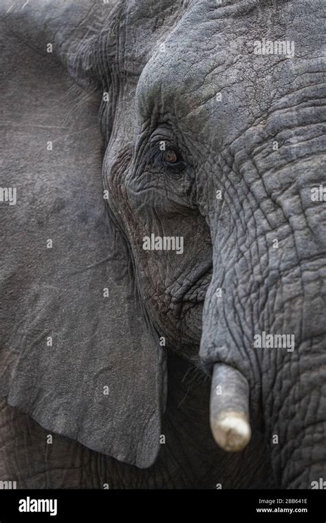 African Bull Elephant Up Close Stock Photo Alamy