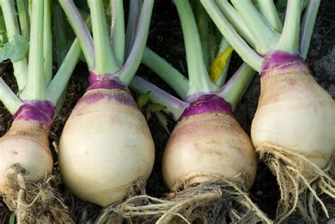 Rutabaga Urban Seedling