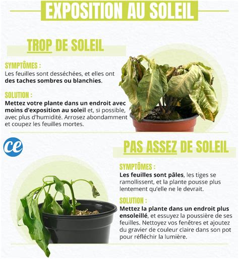 4 Secrets De Jardinier Pour Sauver Une Plante Morte Et La Faire Repartir