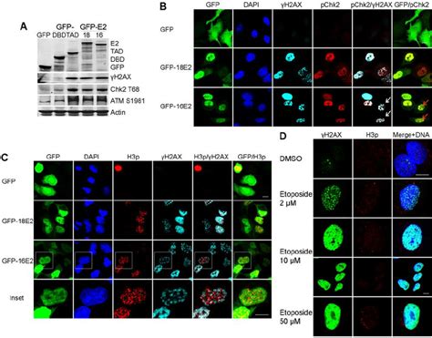 E2 Induces A Dna Damage Signal In A549 Cells Arrested In Prophase A