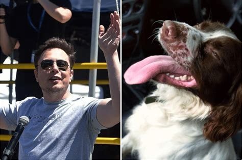 Elon Musk Announces Pet Saving Dog Mode For Tesla Models To Protect