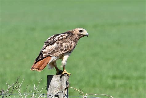 Red-Tailed vs. Red-Shouldered Hawk: What Is the Difference?