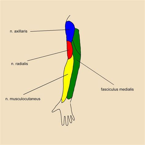 Anatomie Website