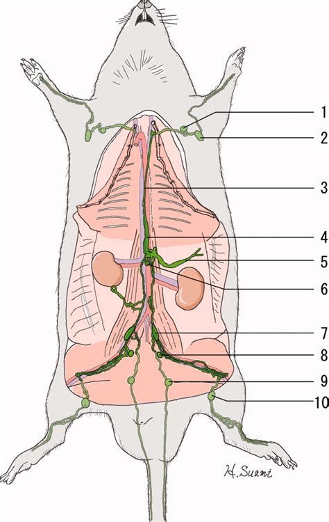 Demonstrating The Lymphatic System In Rats With Microinjection Suami 2011 The Anatomical