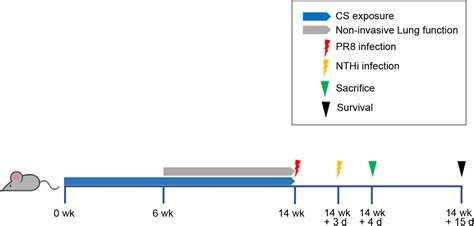 Frontiers Coinfection With Influenza Virus And Non Typeable