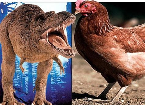 Scientists Recreate Dinosaur Embryos From Chicken Dna