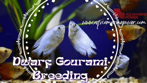 Dwarf Gourami Detailed Care Guide, Diseases, Cure & All | 2024