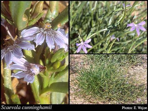 Photograph Scaevola Cunninghamii Dc Florabase