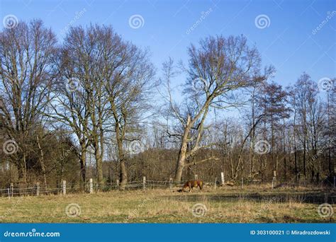 German Countryside Landscape in Winter, Issum, Germany Stock Image - Image of plant, blue: 303100021