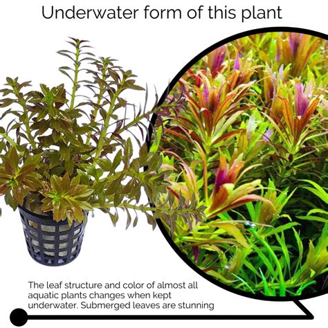 Limnophila Aromatica Mini Large Pot Buy Aquarium Plants And