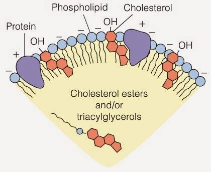 LIPOPROTEIN METABOLISM ~ Biochemistry and Molecular Biology