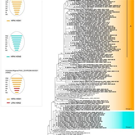 Phylogenetic Tree Of The Nucleotide Sequence Of The HA Gene Obtained