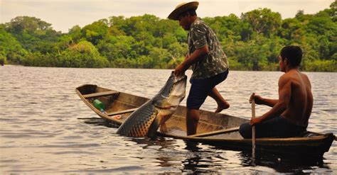 Desmatamento influencia os peixes na Amazônia iGUi Ecologia