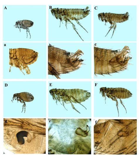 Fleas Collected From Kurunegala And Kandy And Their Reproductive