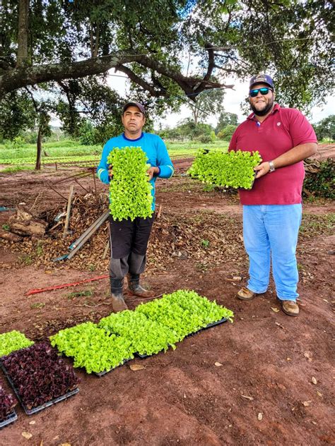 Doa O De Mudas Garante Verduras Fresquinhas Na Alimenta O De Instituto