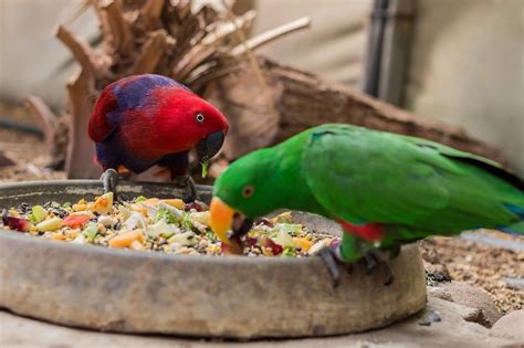 Les perroquets peuvent ils manger 26 légumes sans danger pour les