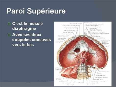 LA CAVITE ABDOMINALE ET SES PAROIS PLAN DU