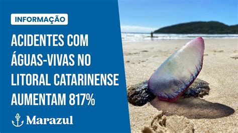 Acidentes águas vivas no litoral catarinense aumentam 817 YouTube