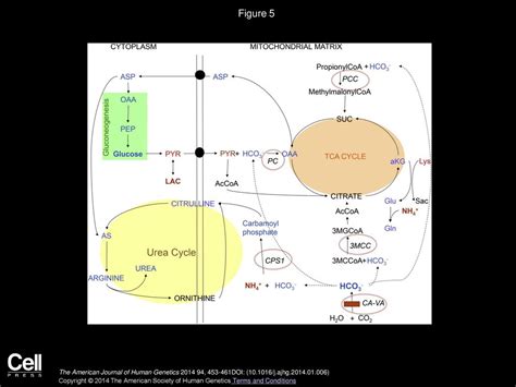 Mitochondrial Carbonic Anhydrase Va Deficiency Resulting From Ca A