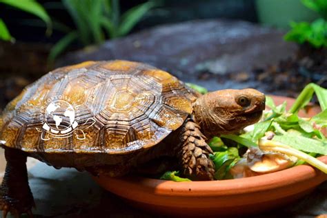 TORTOISE RESCUE | ADOPTION | REHOMING UK