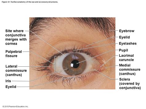 Lateral Commissure