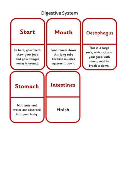 Functions of Digestive System | PDF