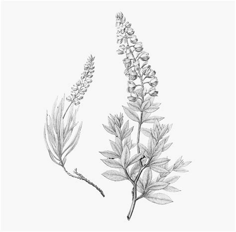 Lupinus Texensis Bluebonnet Drawing Texas Blue Bonnet Black And White