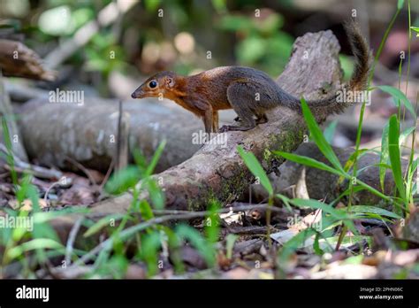 Lomng Footed Treeshrew Tupaia Longipes From Tanjung Puting National