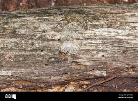 Bark beetles in a tree Stock Photo - Alamy