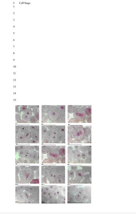 Solved Mitosis In Whitefish Blastula Below You Will See