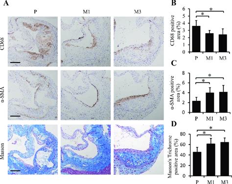 Ss 31 Administration Modulates The Composition Of Atherosclerotic