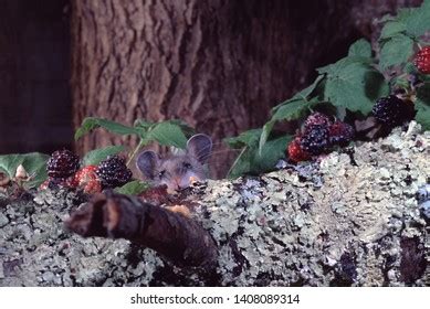 65 Peromyscus maniculatus Images, Stock Photos & Vectors | Shutterstock