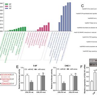 Circ Targets Mir To Up Regulate Col A Expression A