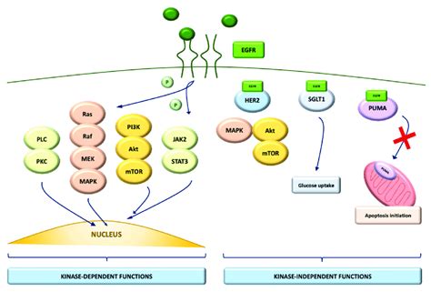 EGFR tyrosine-kinase dependent and independent signaling pathways. | Download Scientific Diagram