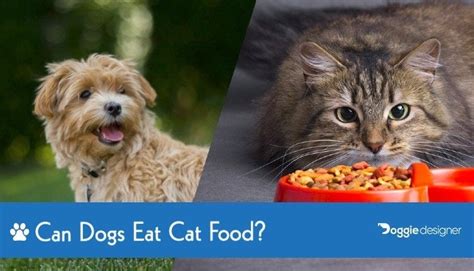 44 Can Dogs Eat Cat Food Safely Home