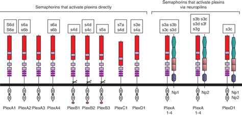 The Semaphorin Receptors Belonging To The Neuropilin And Plexin