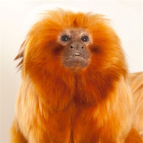 The Golden Lion Tamarin Comes Home George Ancona 6