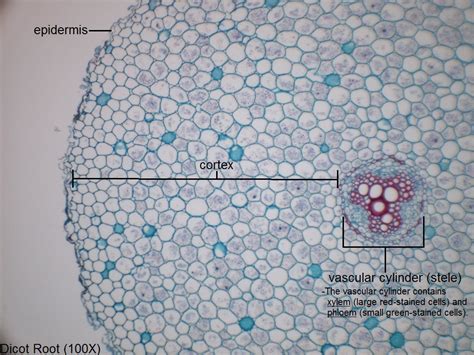 I Dicot Root 100x