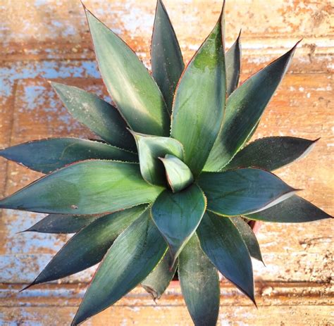 Aloe Humilis Pratensis Plant Treasury