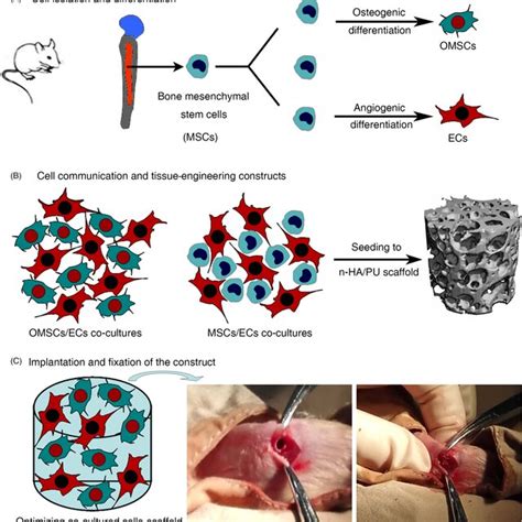 Schematic Representation Of The In Vitro And In Vivo Experimental