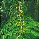 Indian Medicinal Plants: Emblica Officinalis